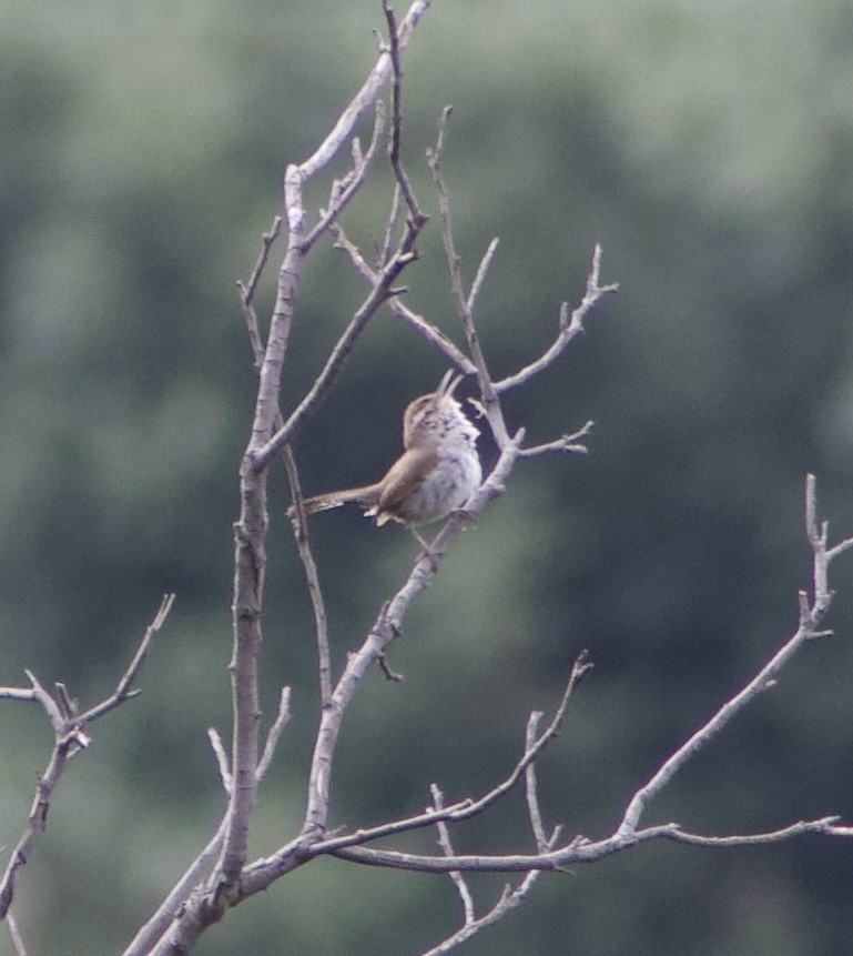 Bewick's Wren - Caitlin Eldridge