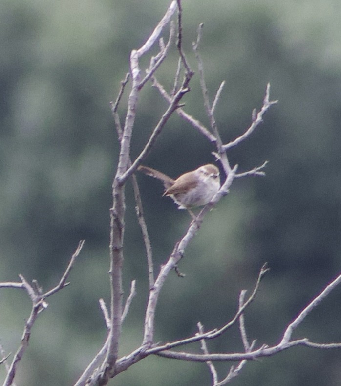 Bewick's Wren - Caitlin Eldridge