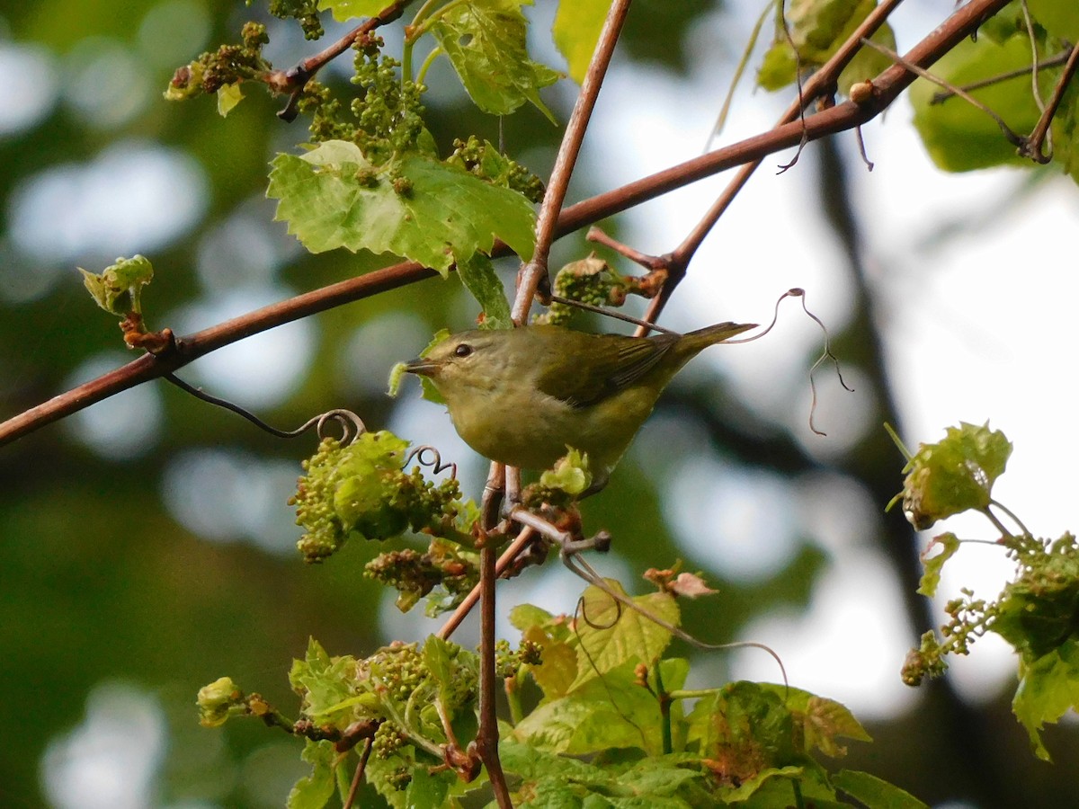 Tennessee Warbler - Charles Chu