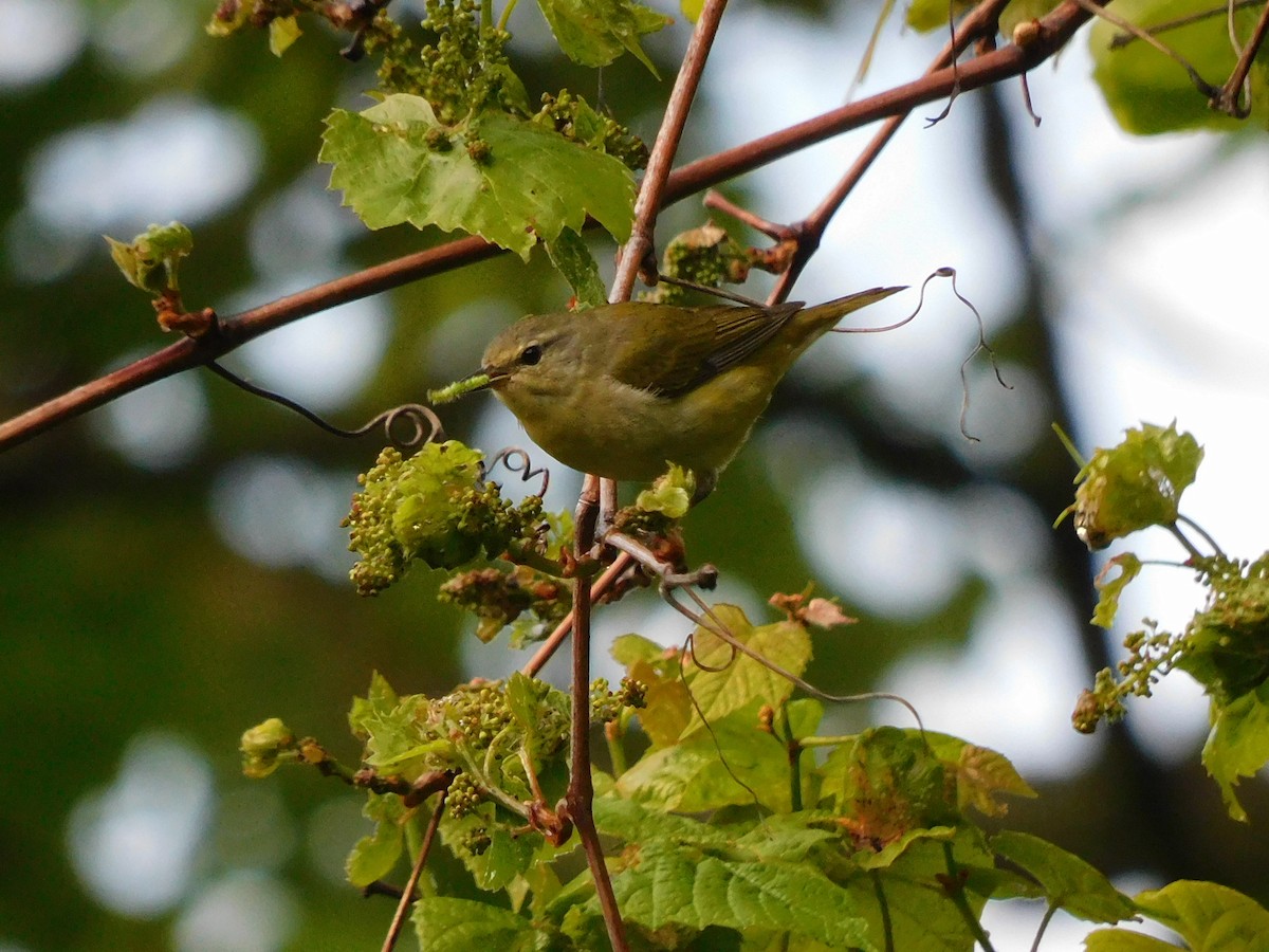 Tennessee Warbler - Charles Chu