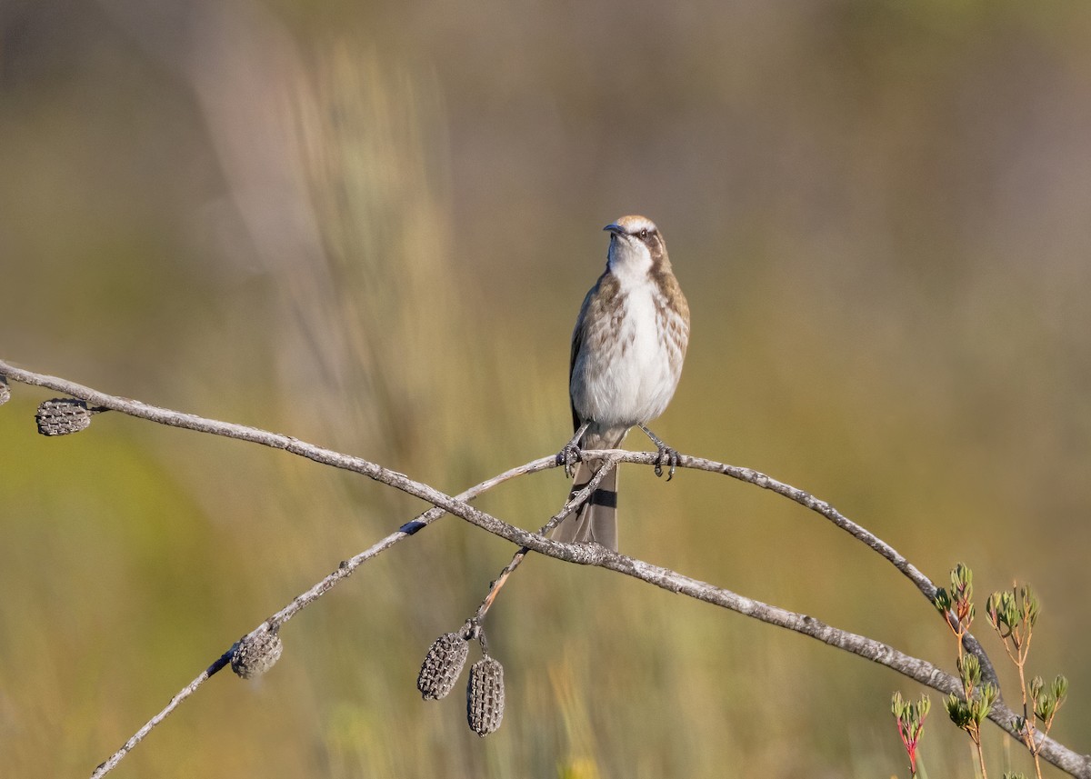 Tawny-crowned Honeyeater - Julie Clark