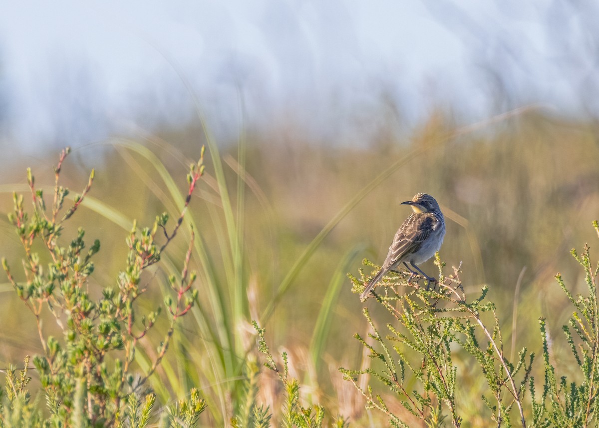 Tawny-crowned Honeyeater - ML619596076