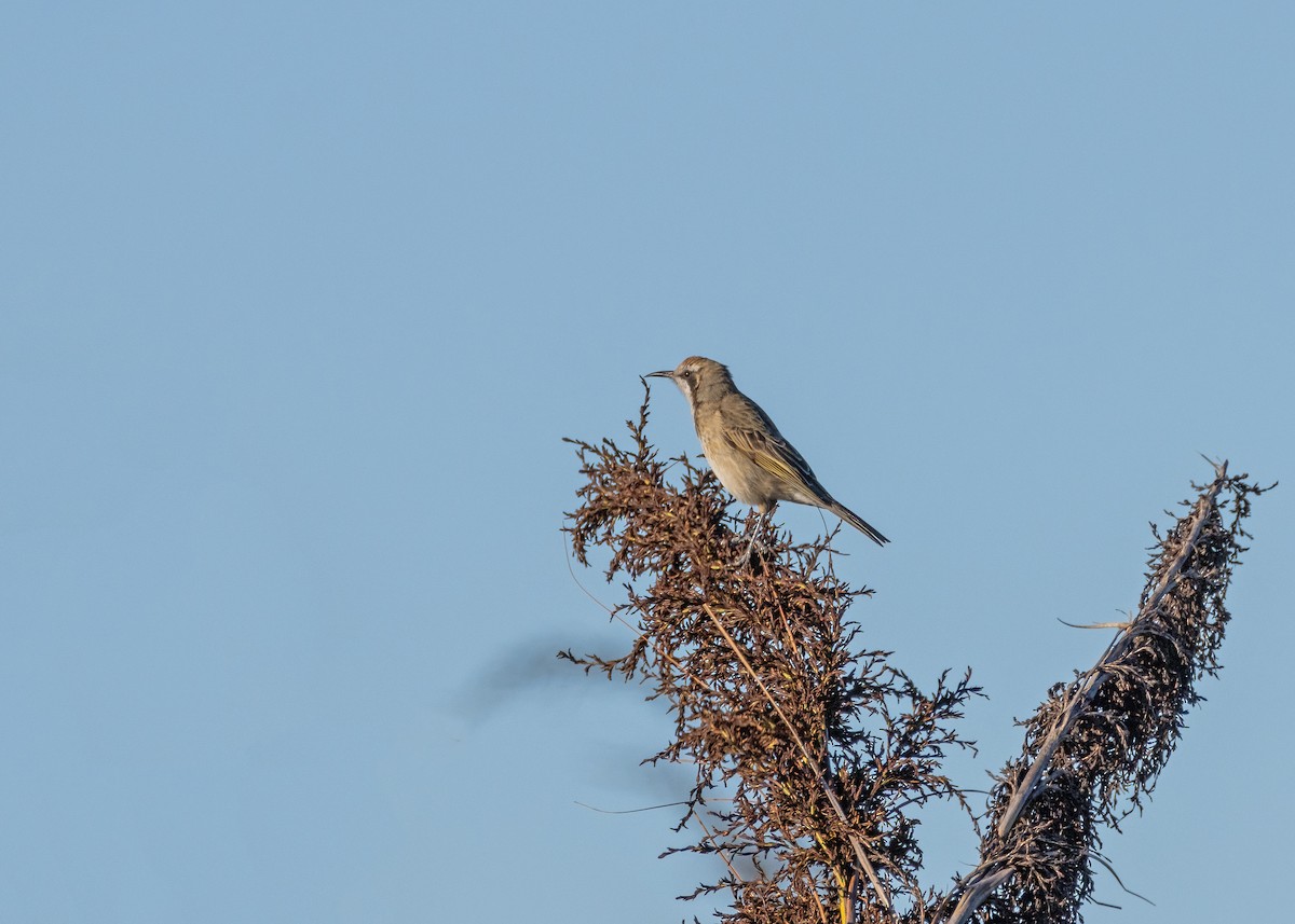 Tawny-crowned Honeyeater - ML619596077