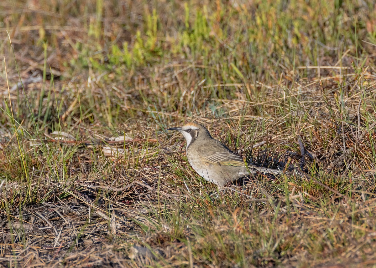 Tawny-crowned Honeyeater - Julie Clark