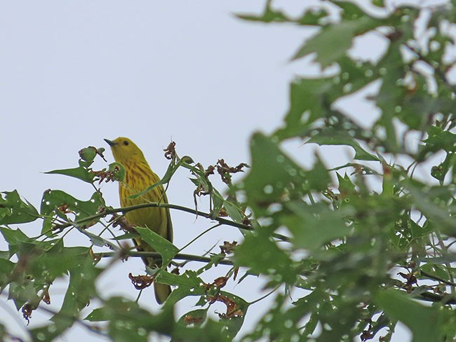 Yellow Warbler (Northern) - Nancy Anderson