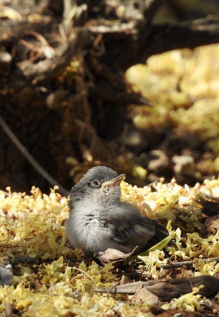 Black-tailed Gnatcatcher - ML619596085