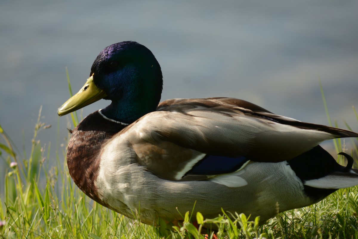 Mallard - Brinda Datla