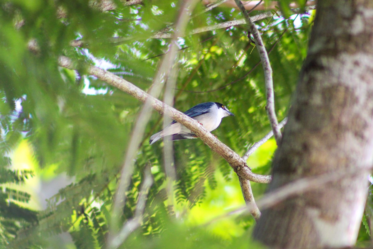 Hooded Tanager - Gabriel Almeida