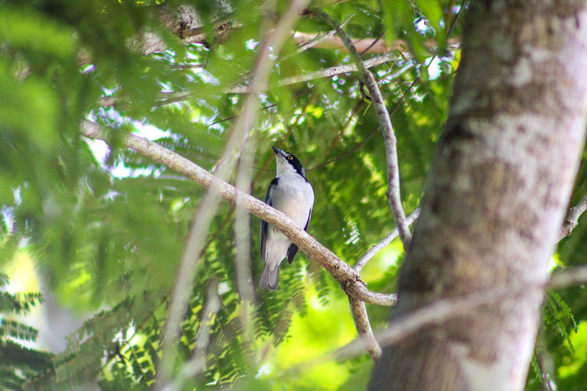 Hooded Tanager - Gabriel Almeida