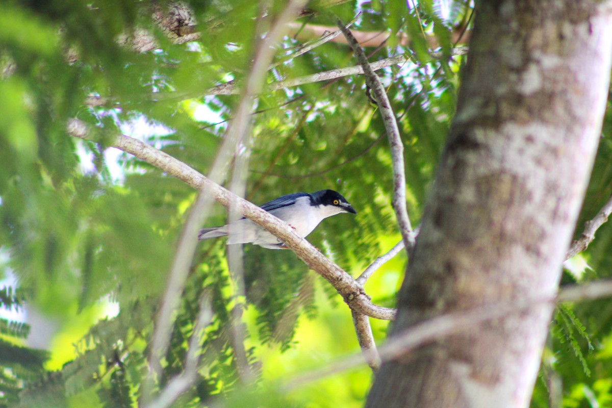 Hooded Tanager - Gabriel Almeida