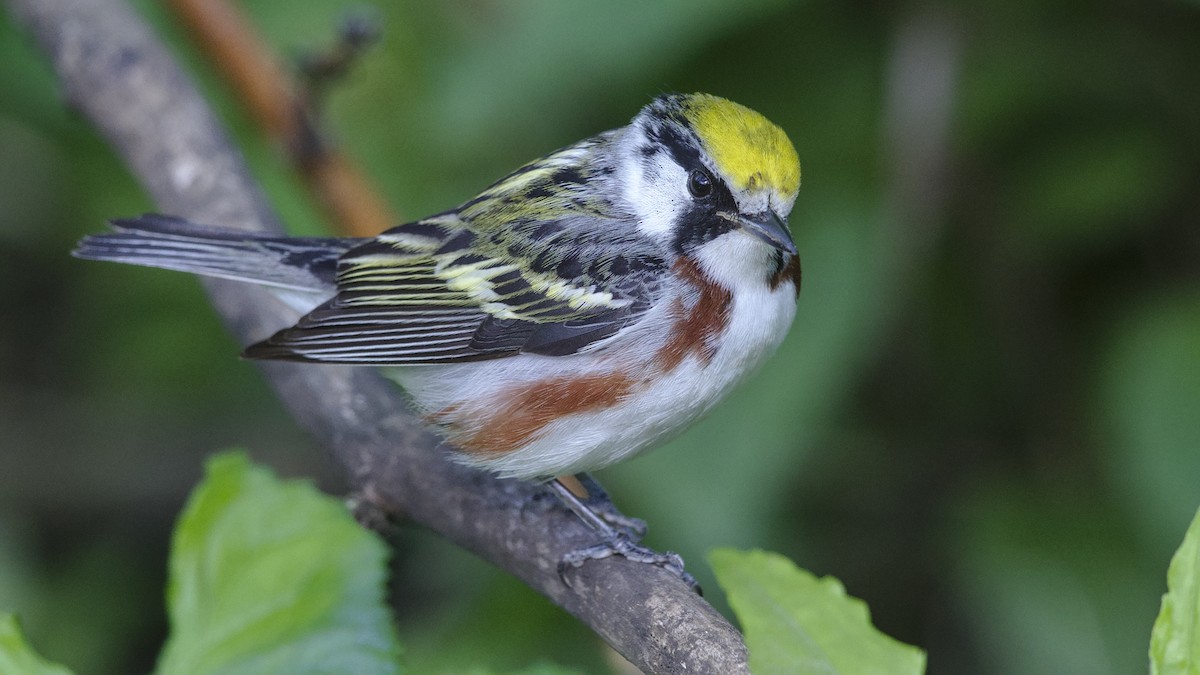 Chestnut-sided Warbler - Mark Scheel