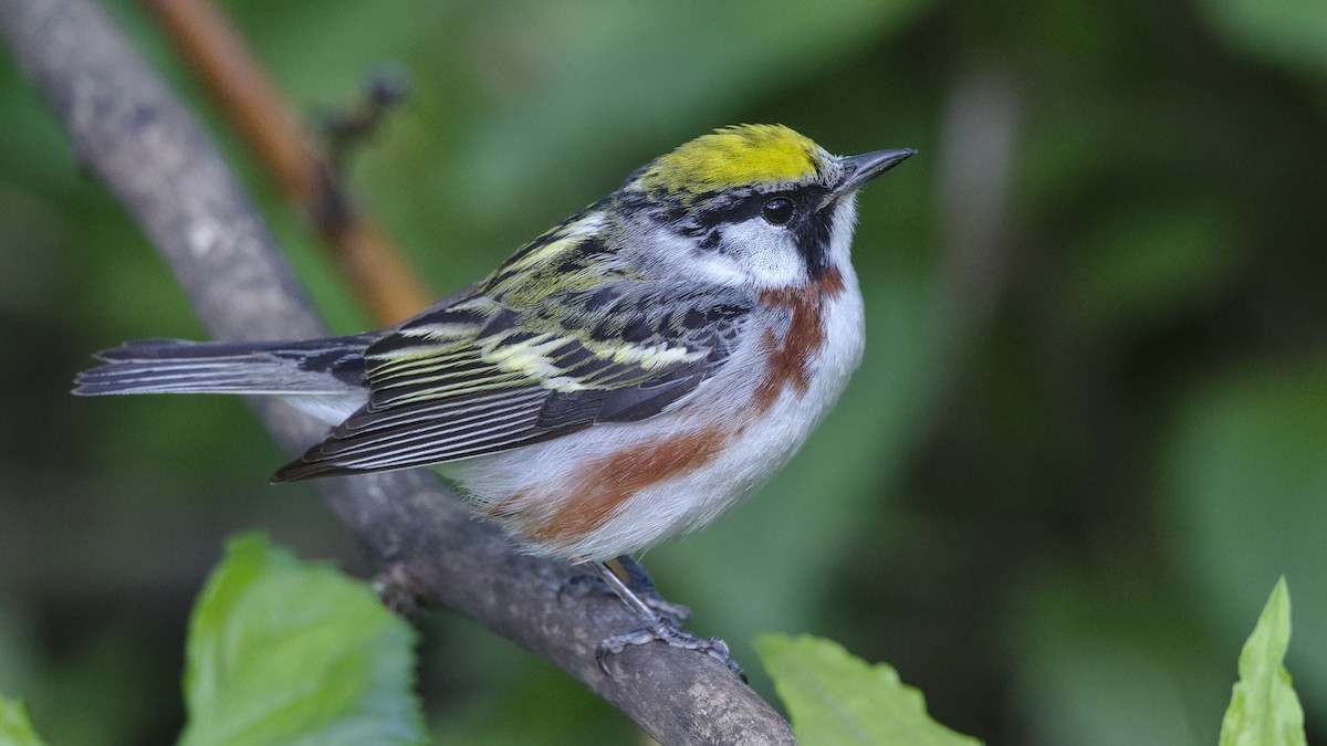 Chestnut-sided Warbler - Mark Scheel