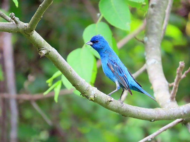 Indigo Bunting - Nancy Anderson