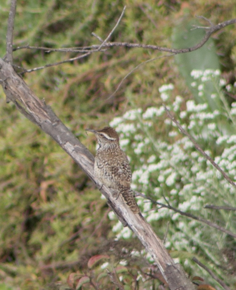 Cactus Wren - Caitlin Eldridge