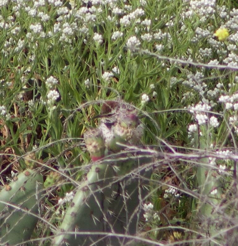 Cactus Wren - Caitlin Eldridge