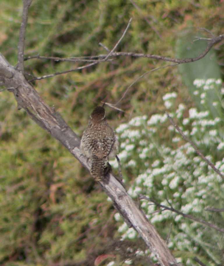 Cactus Wren - Caitlin Eldridge