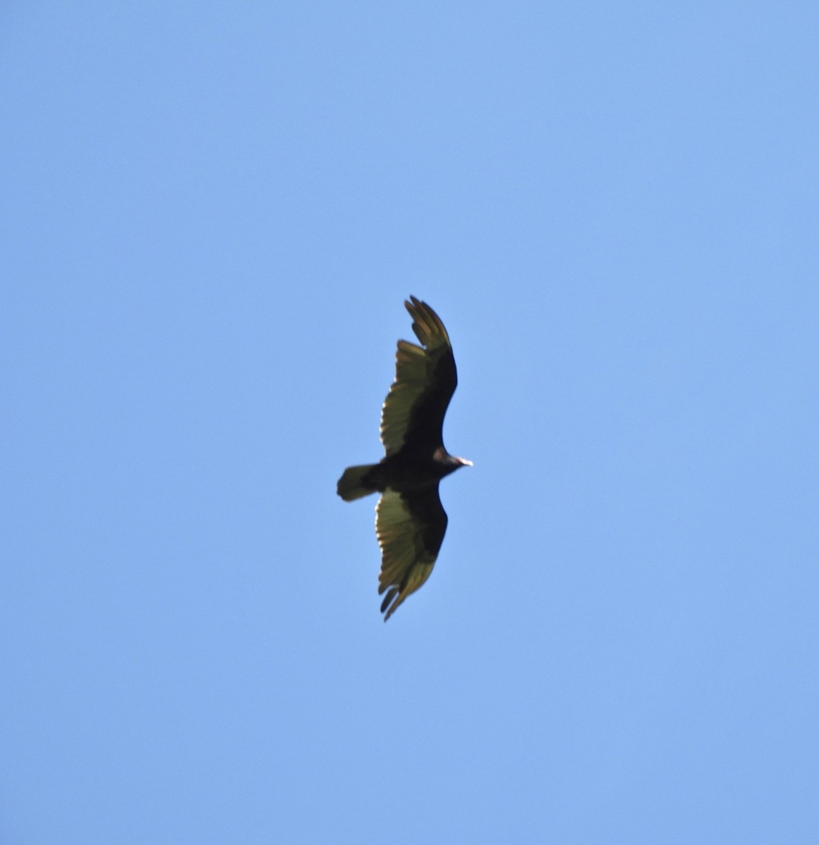 Turkey Vulture - Jay Luke