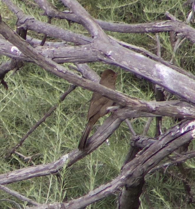 California Towhee - Caitlin Eldridge