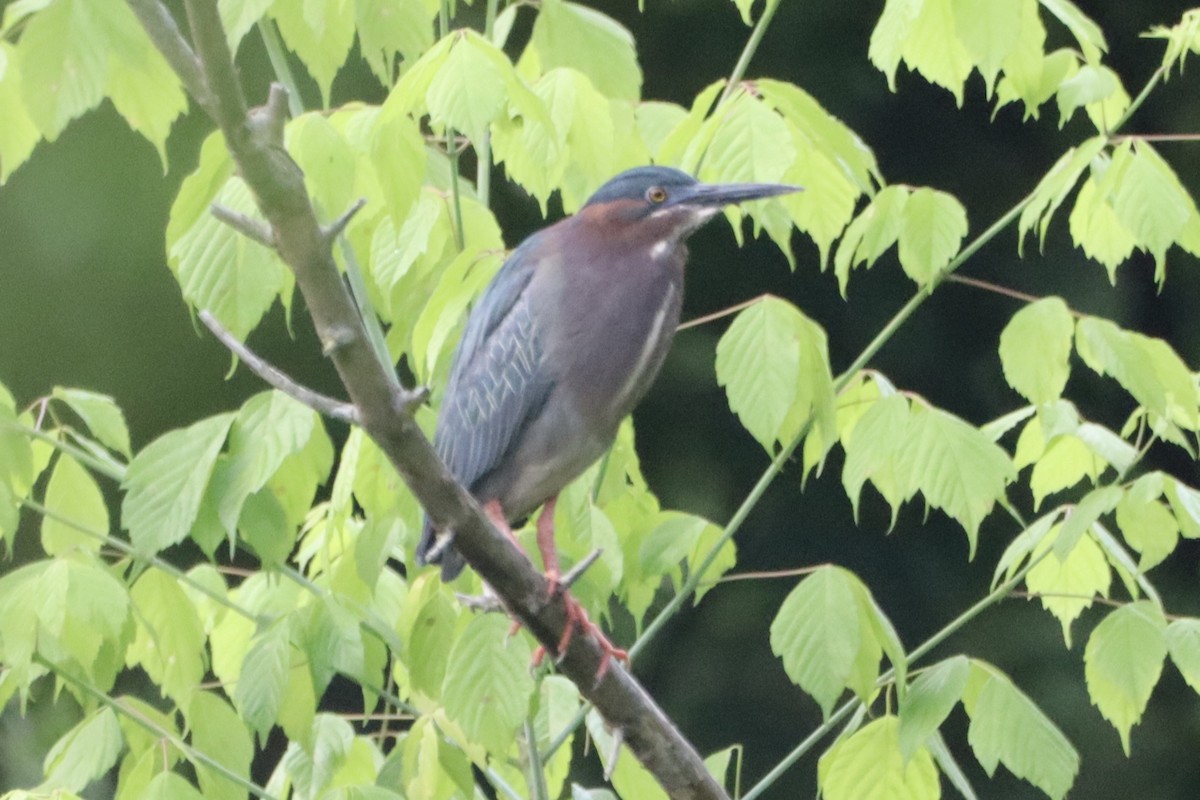 Green Heron - ML619596121