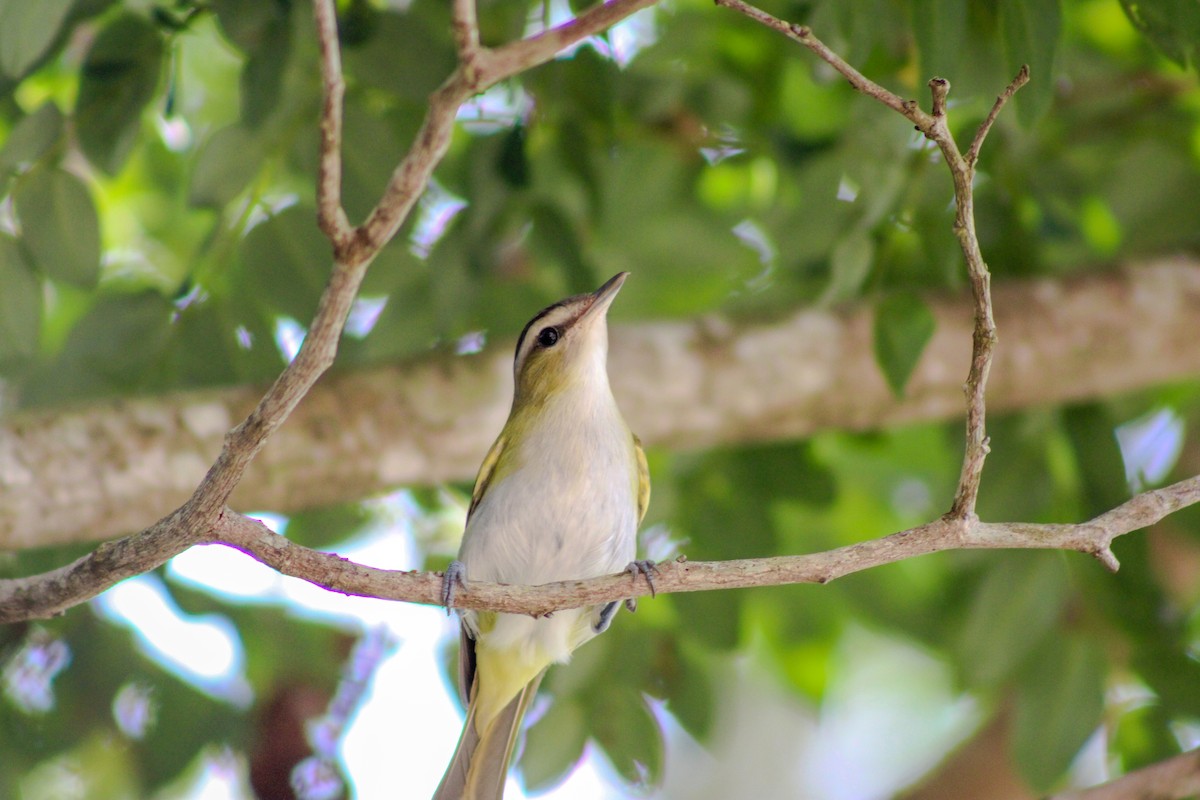 Chivi Vireo - Gabriel Almeida