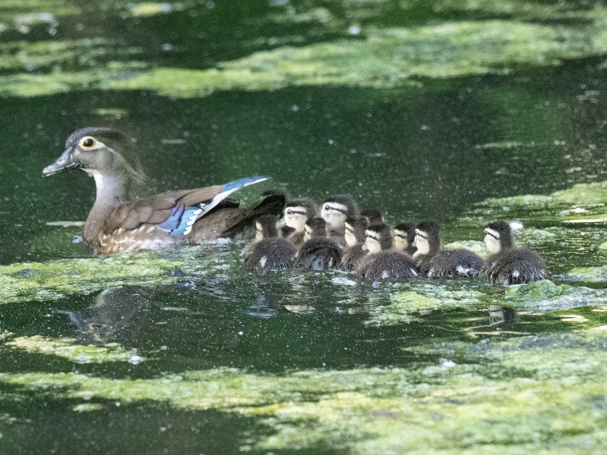 Wood Duck - ML619596127