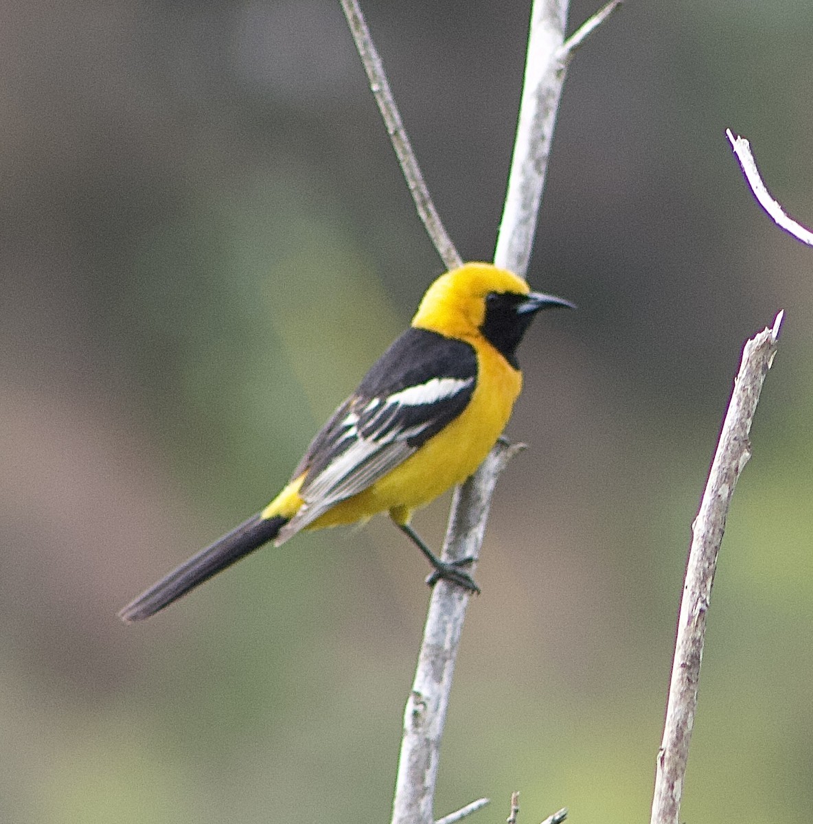 Hooded Oriole - Caitlin Eldridge