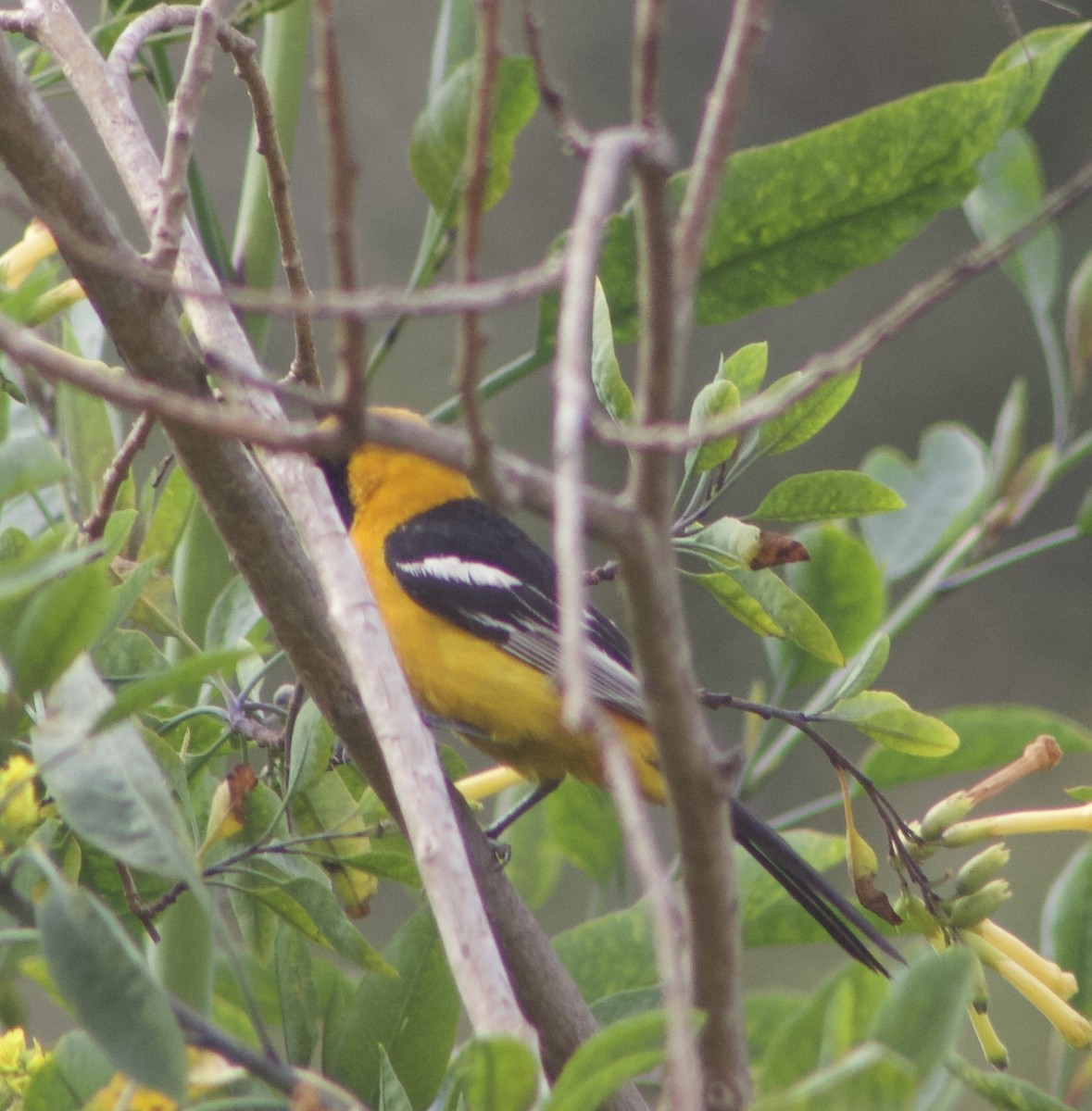 Hooded Oriole - Caitlin Eldridge