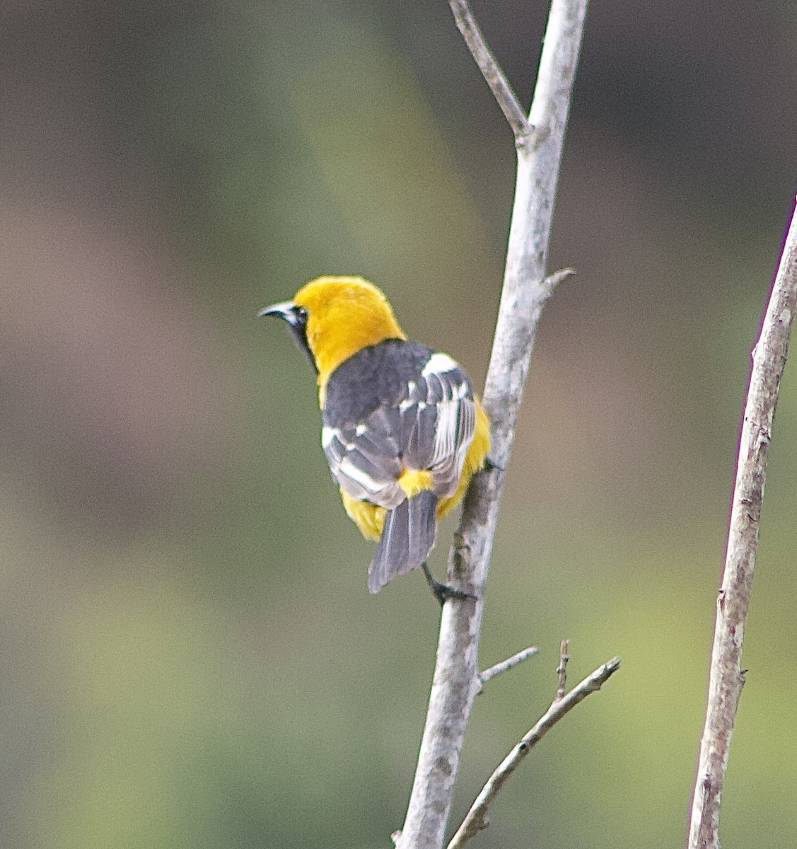 Hooded Oriole - Caitlin Eldridge