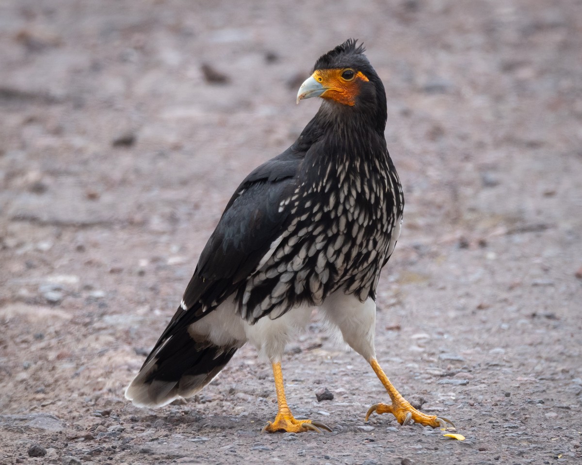 Carunculated Caracara - ML619596143