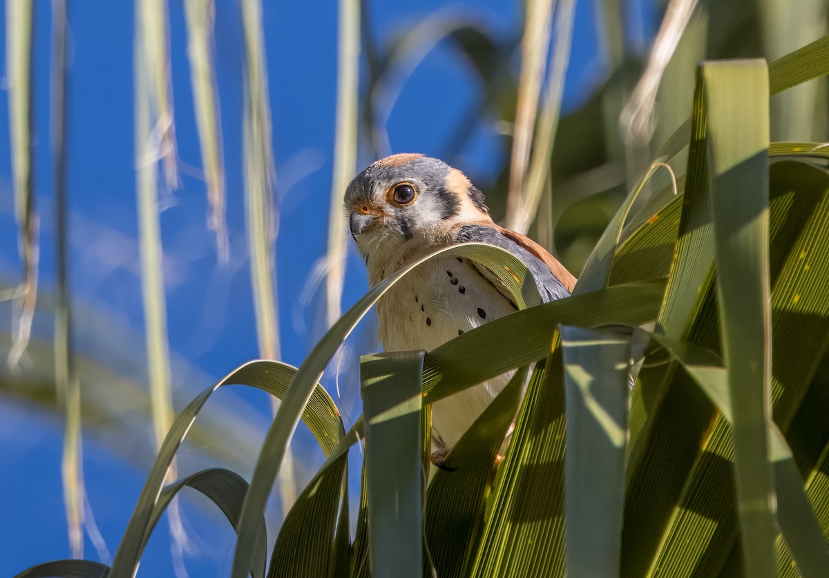 American Kestrel - Daniel Ward