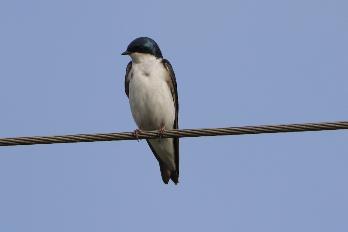 Tree Swallow - ML619596148