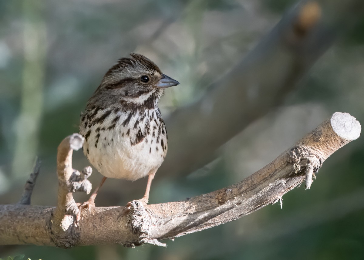 Song Sparrow - Daniel Ward