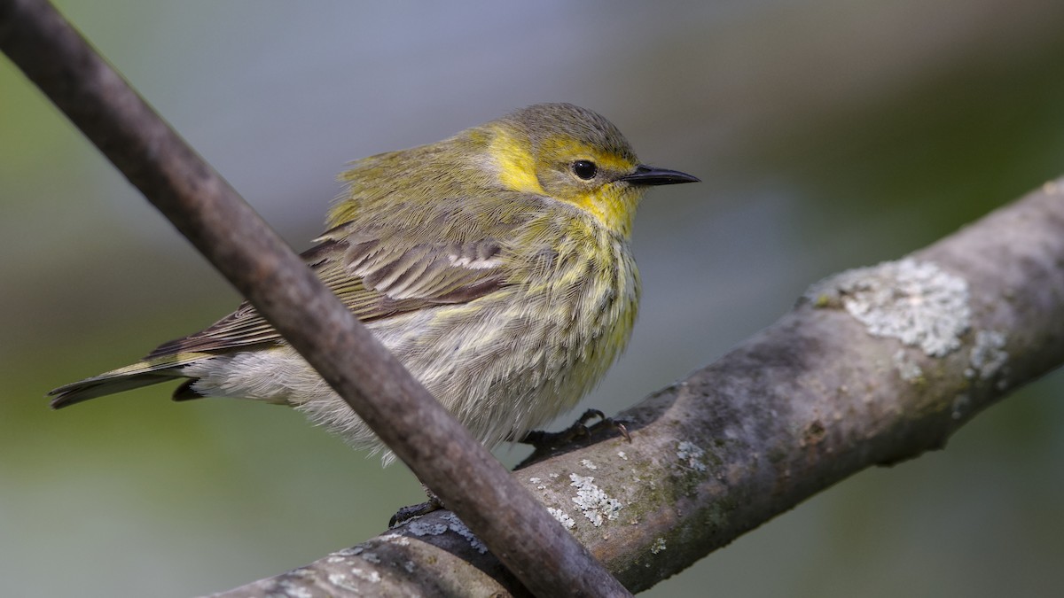 Cape May Warbler - Mark Scheel