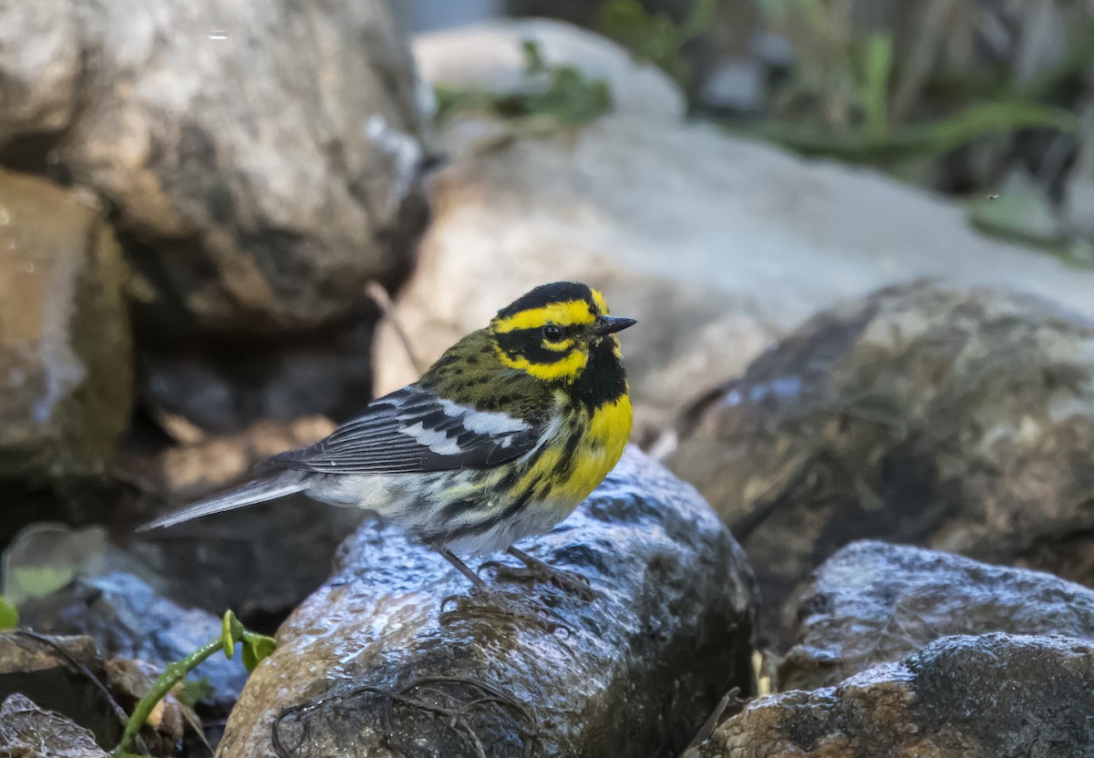 Townsend's Warbler - Daniel Ward