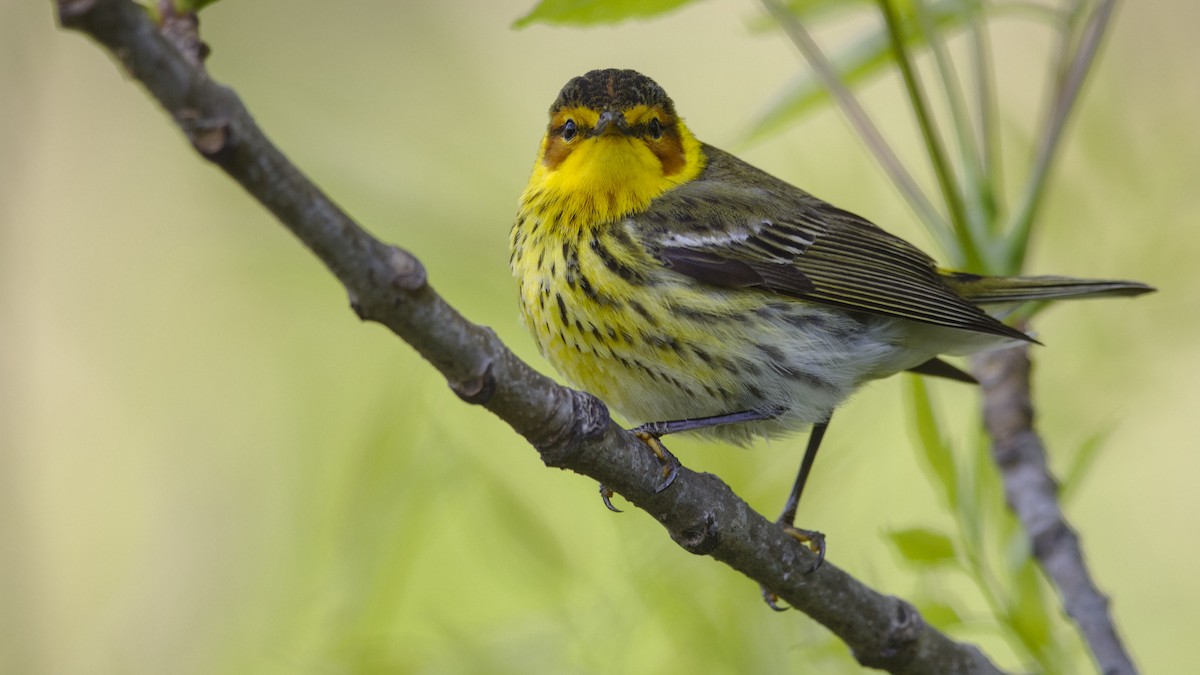 Cape May Warbler - Mark Scheel