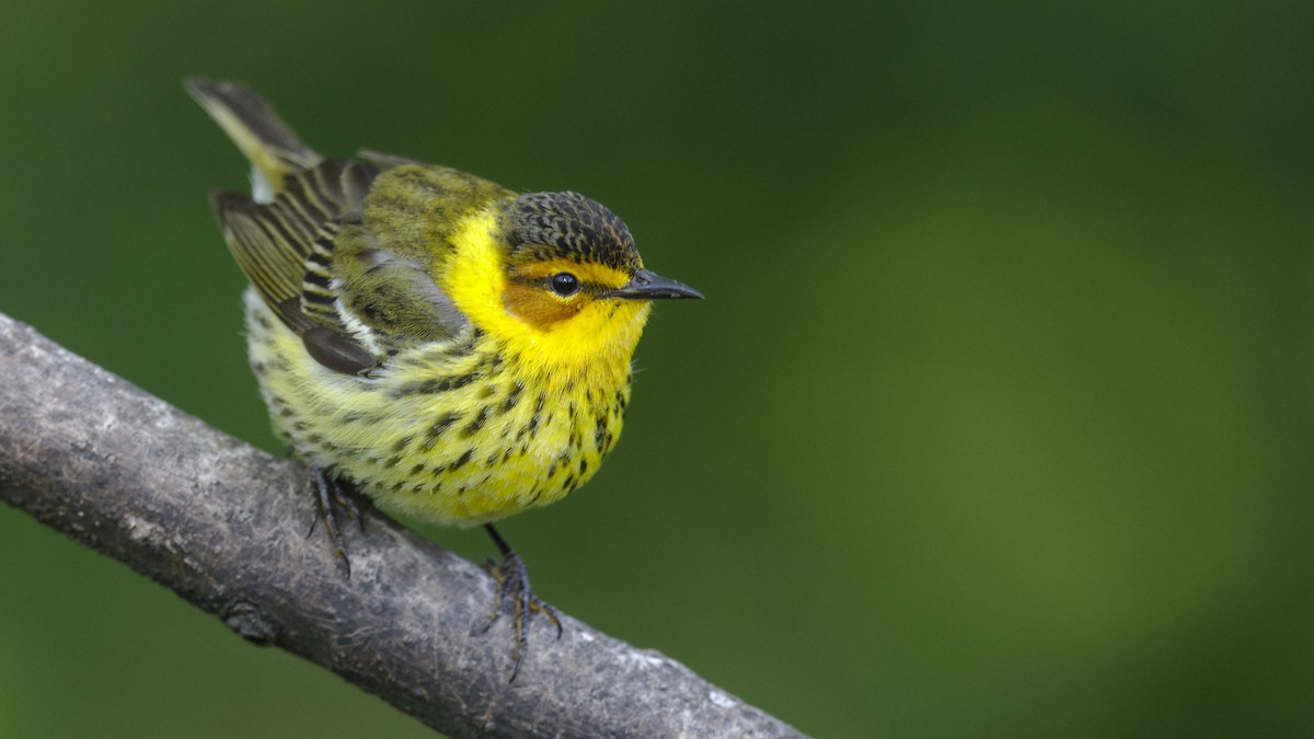 Cape May Warbler - Mark Scheel