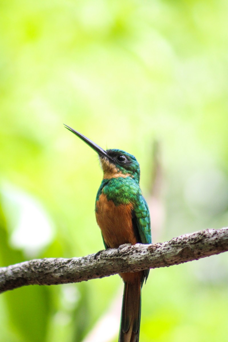 Rufous-tailed Jacamar - Gabriel Almeida