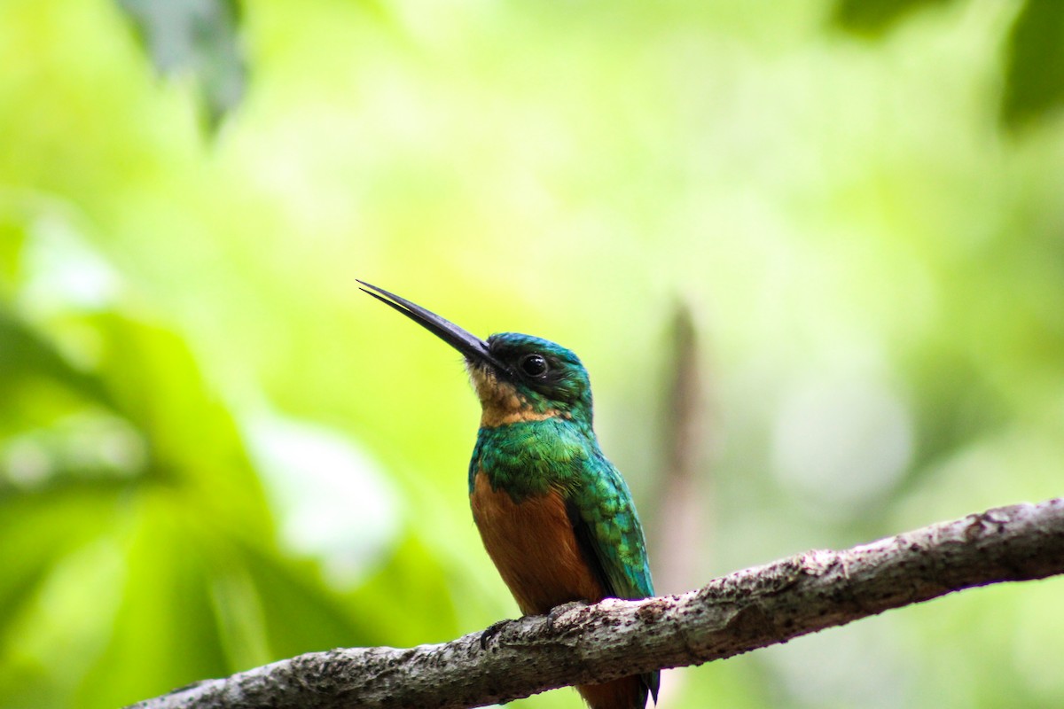 Rufous-tailed Jacamar - Gabriel Almeida