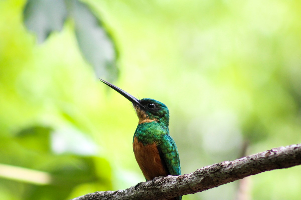 Rufous-tailed Jacamar - Gabriel Almeida