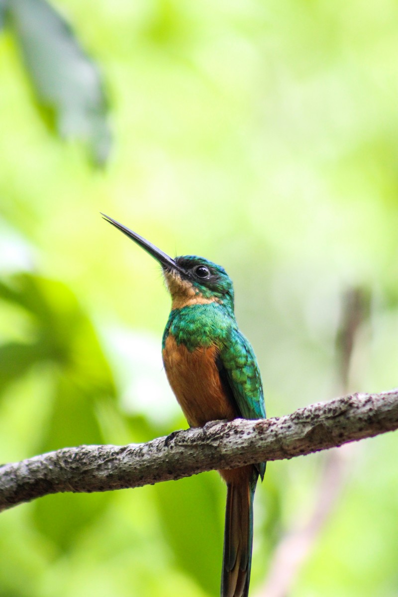 Rufous-tailed Jacamar - Gabriel Almeida