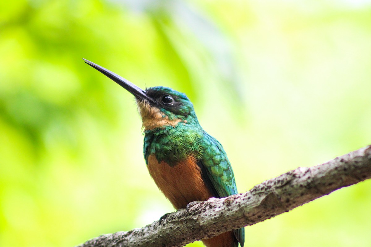 Rufous-tailed Jacamar - Gabriel Almeida