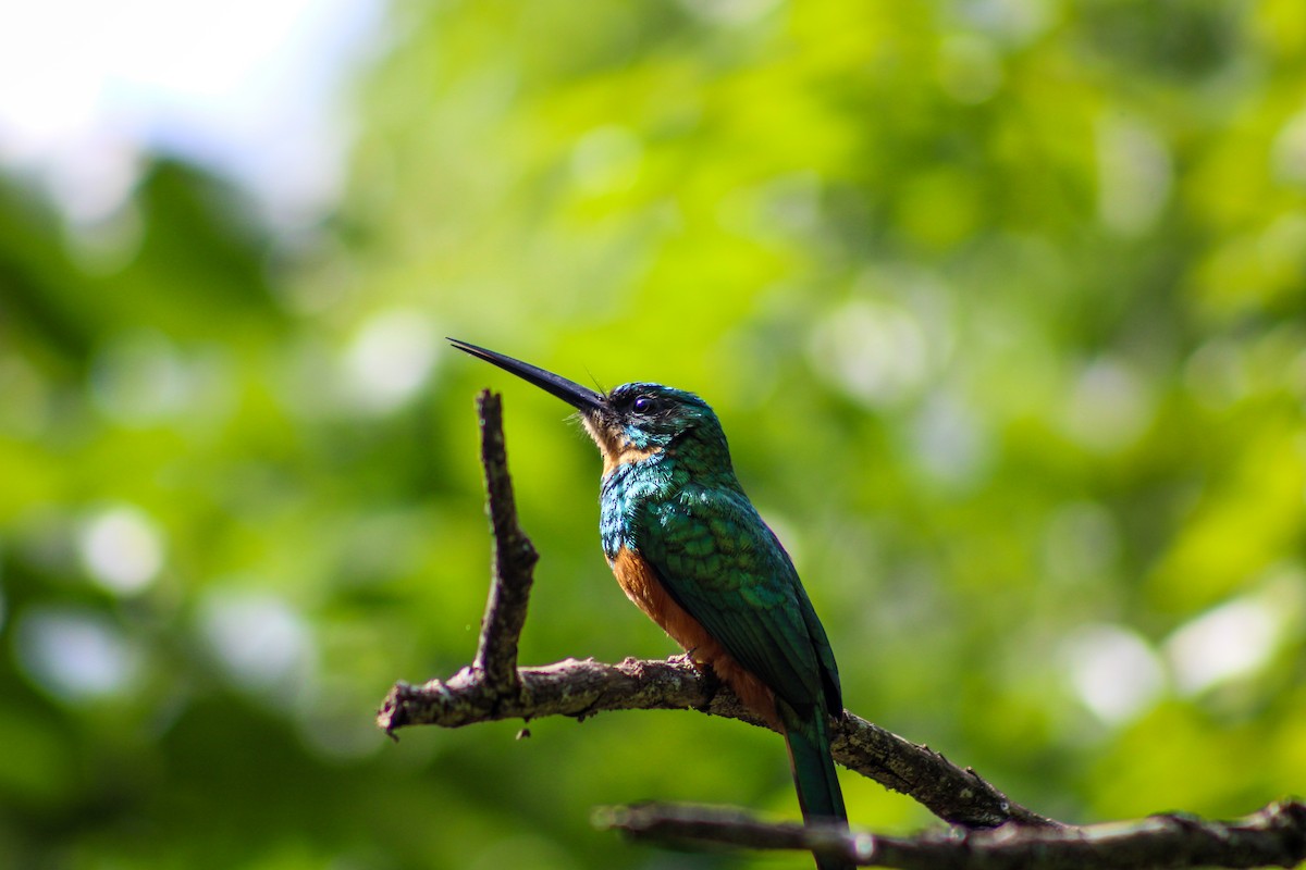 Rufous-tailed Jacamar - Gabriel Almeida