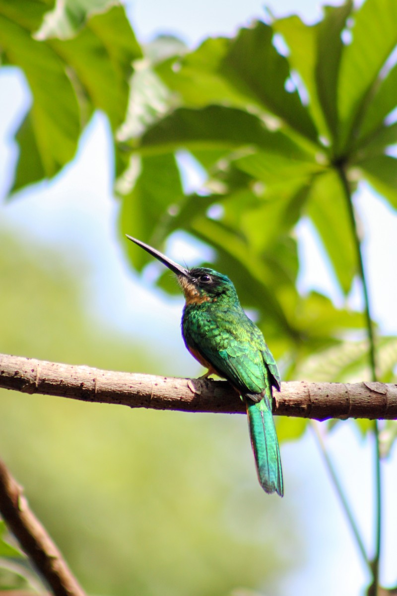 Rufous-tailed Jacamar - Gabriel Almeida