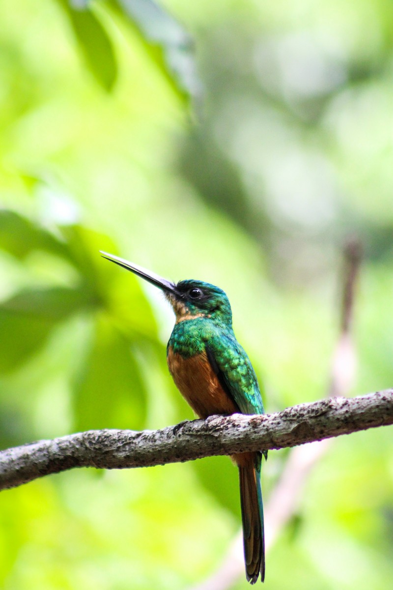 Rufous-tailed Jacamar - Gabriel Almeida