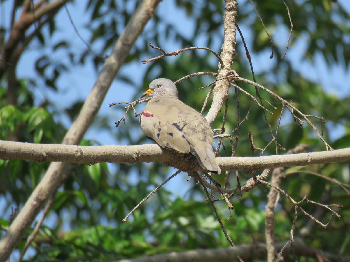 Croaking Ground Dove - Ron Batie