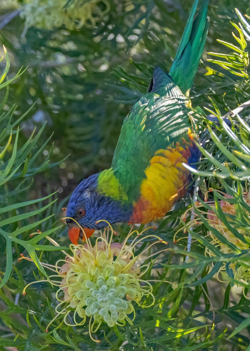 Rainbow Lorikeet - Julie Clark