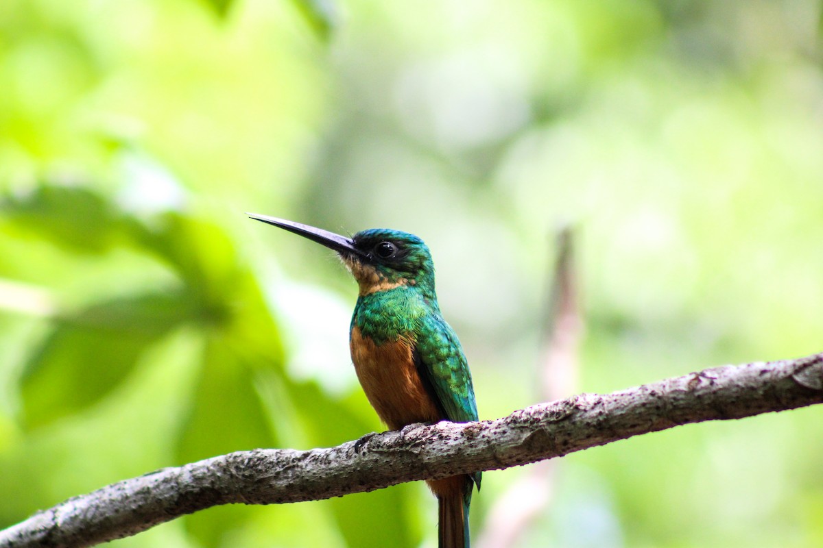 Rufous-tailed Jacamar - Gabriel Almeida