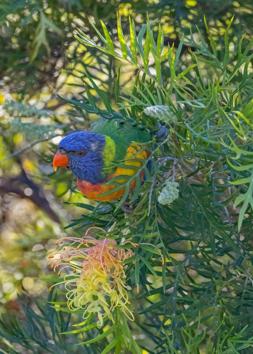 Rainbow Lorikeet - Julie Clark