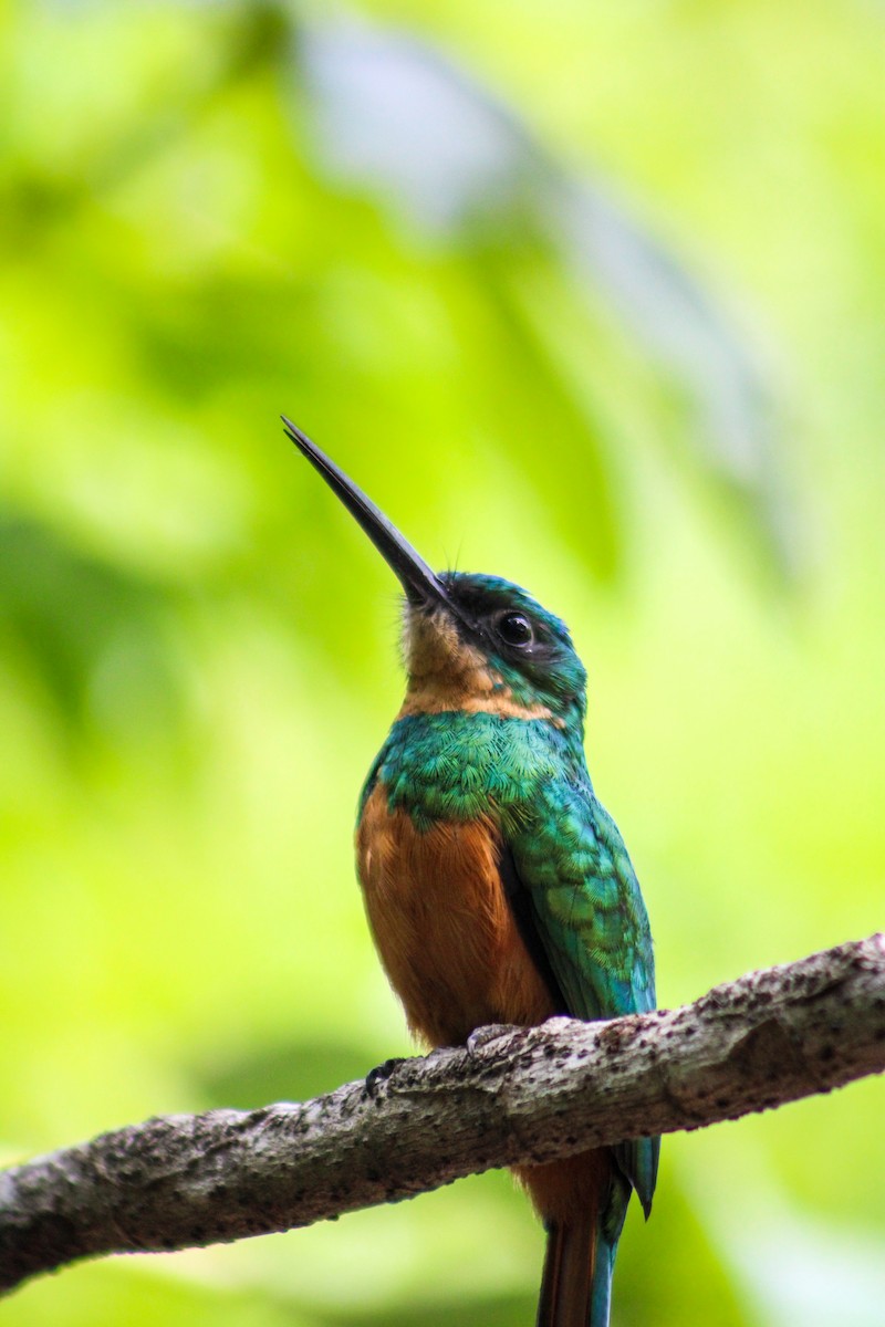 Rufous-tailed Jacamar - Gabriel Almeida