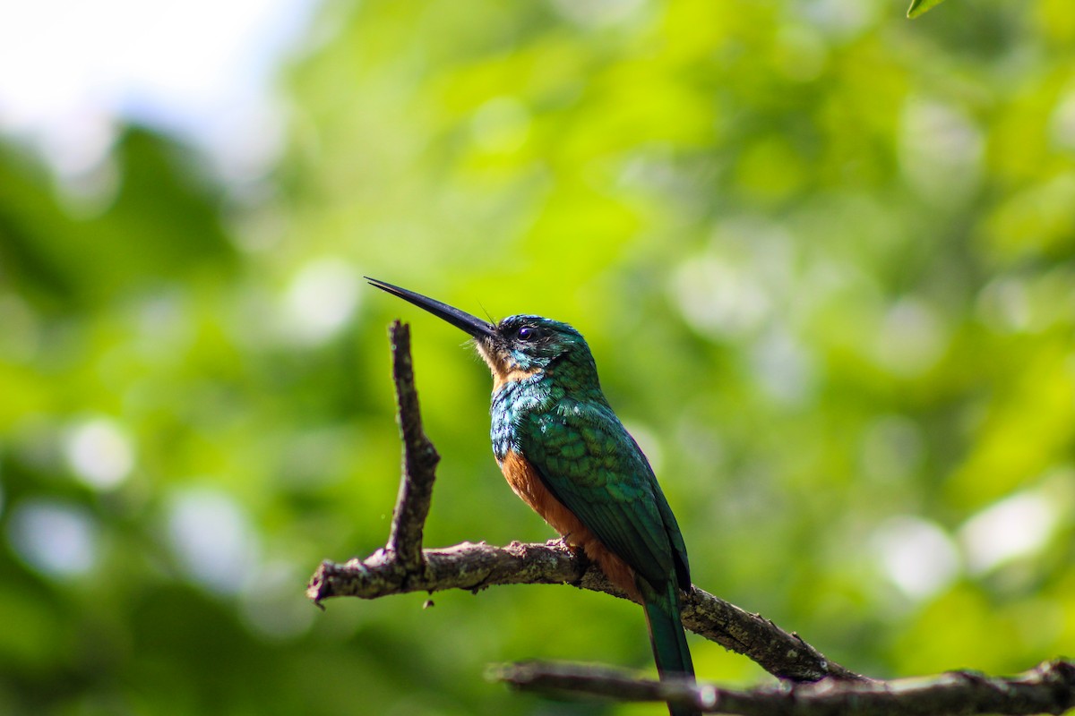 Rufous-tailed Jacamar - Gabriel Almeida